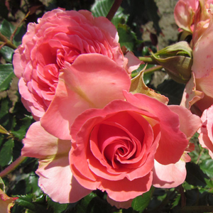 Vrtnice Floribunda - Roza - Mystic Glow™ - 